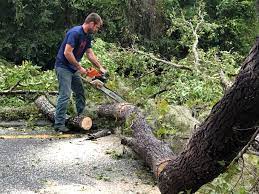 Best Tree Removal  in North St Paul, MN