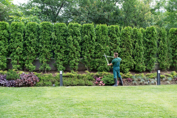 Best Sod Installation  in North St Paul, MN