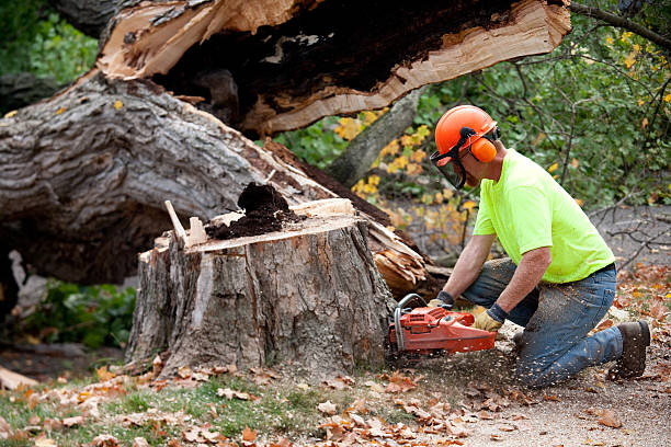 Best Aeration Services  in North St Paul, MN