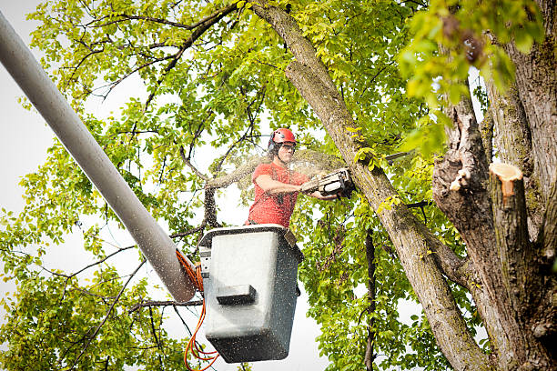 Best Tree Trimming and Pruning  in North St Paul, MN